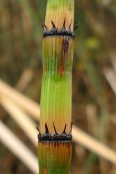 Equisetum hyemale:  close up of sterile stem showing leaf sheaths at nodes, and ridges on the internodes.
 Image: L.R. Perrie © Te Papa 2013 CC BY-NC 3.0 NZ